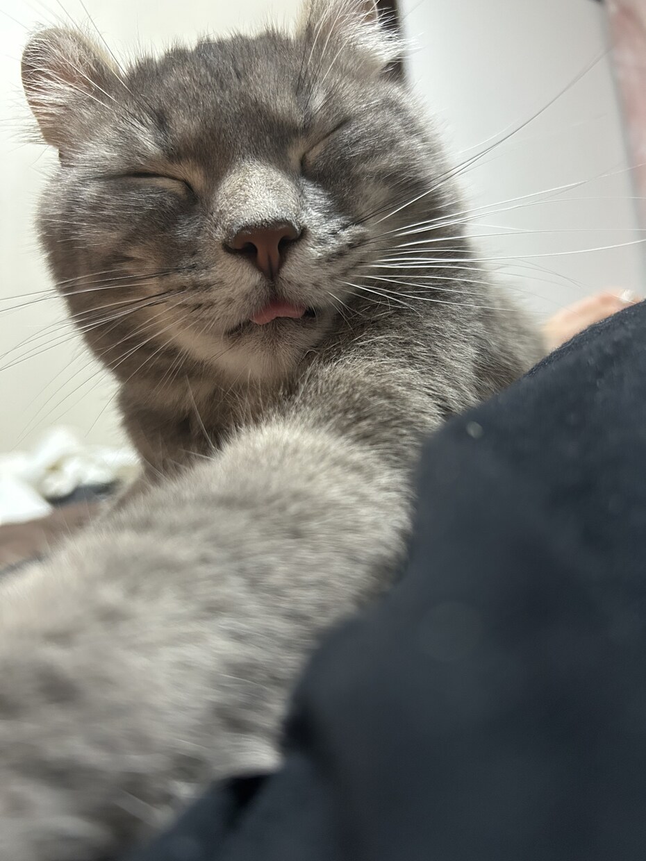 猫のぽむちゃんがあなたの話し相手になります 猫ちゃんとお話しして癒されていきませんか？ イメージ10