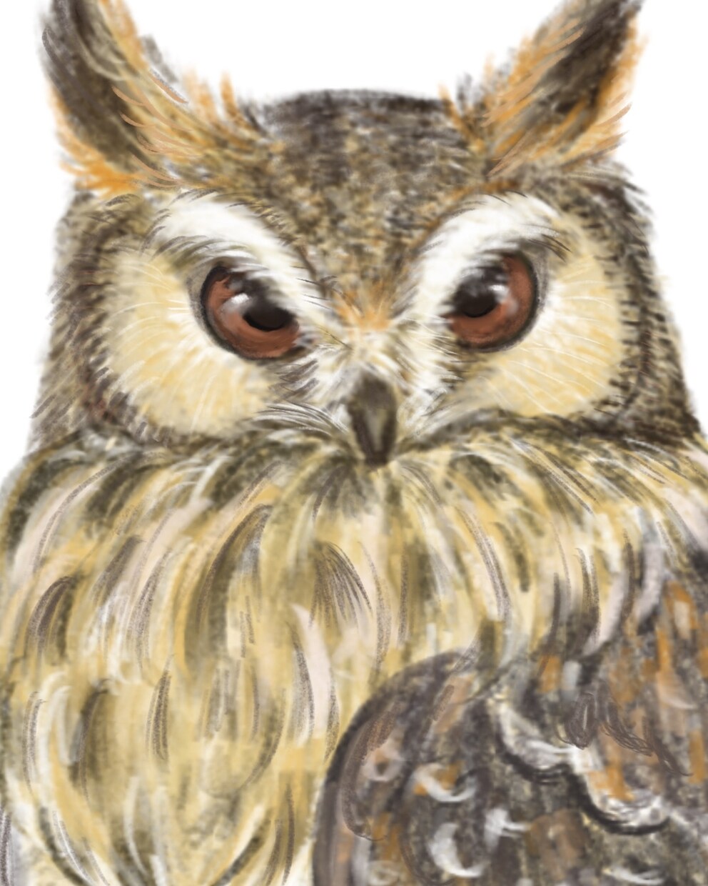 商用OK！鳥専門♪色鉛筆の風合いで可愛く描きます 柔らかなタッチと淡い色で癒しを♪心和む一枚を描きます♪ イメージ4