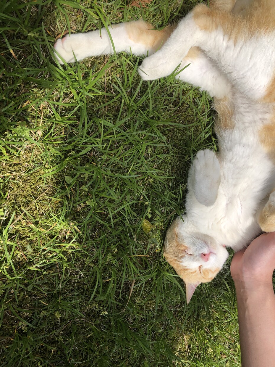 1コインでどんなお話でも♡3日間あなたを癒します 何でも話してください＊！受け止めます...♡ イメージ3