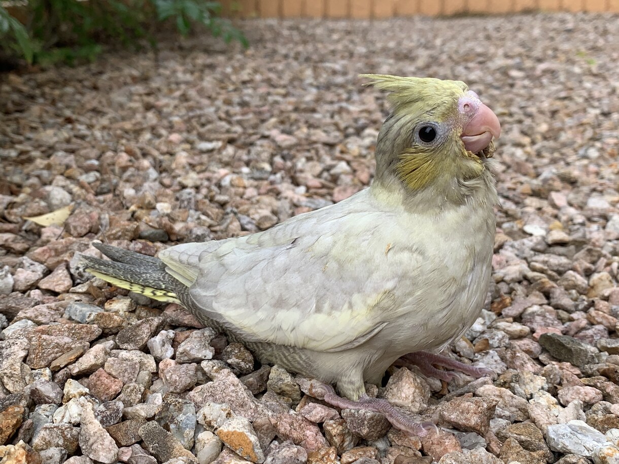 オカメインコのペアから生まれるヒナの種類を教えます オカメインコのペアから生まれるヒナの種類を教えます イメージ2