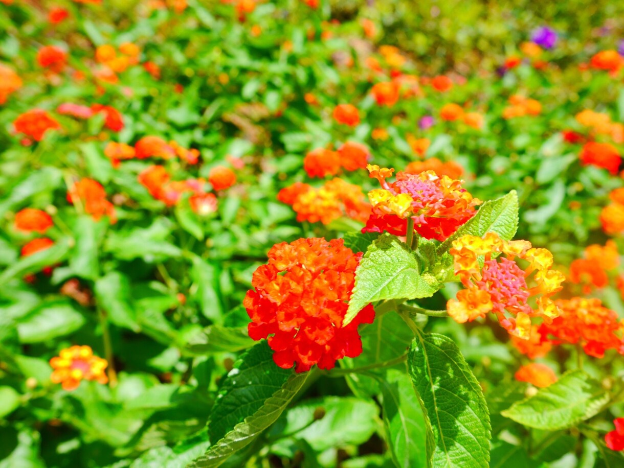 あなたの不安解決します お写真だけで、あなたの未来を鑑定します イメージ1