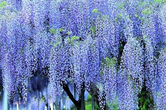 暑さを吹き飛ばせ！神様の安らぎをあなたに届けます 疲れたあなたに神様からの癒やしのメッセージを〜守護神鑑定付〜 イメージ1