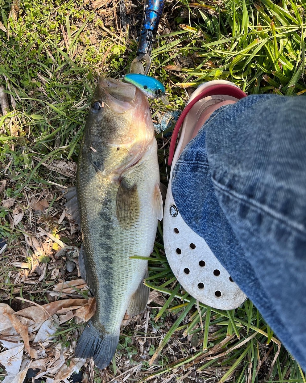 バス釣りをしている人へ、釣果の上げ方教えます バス釣りをひたすら続けてきたのでノウハウを全て伝えたいです。 イメージ4