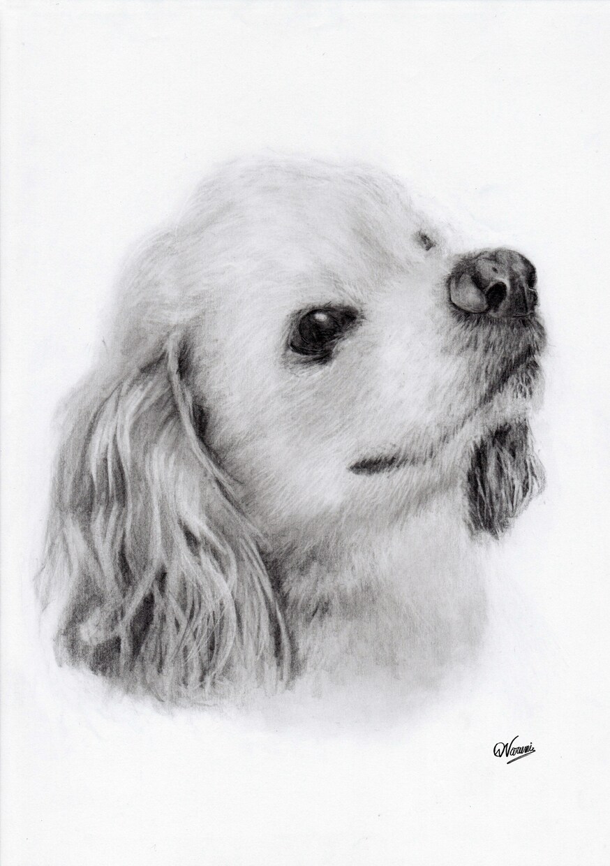 ペット・動物の【鉛筆画】を作成します 犬猫小鳥うさぎなど、プレゼントやご自宅用に。 イメージ7