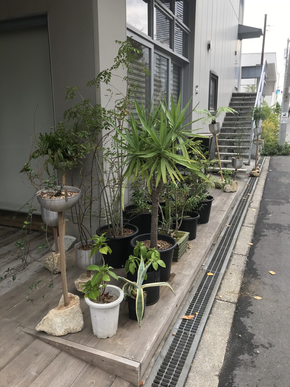 観葉植物の育て方を樹種により詳しくご説明します 樹種によって特性(暗さに弱いなど)は全然違う！！ イメージ2