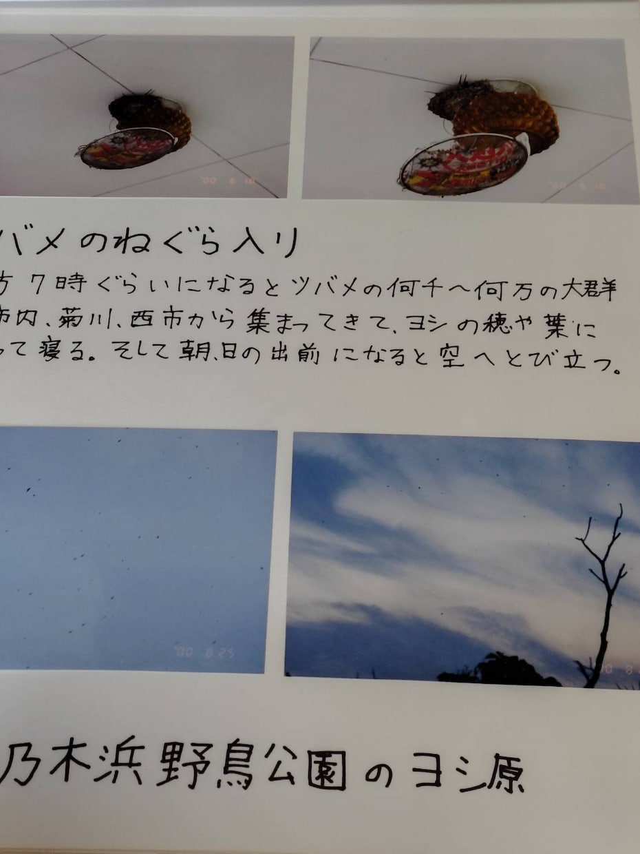 小中学生の自由研究を一緒に考えます 自由研究で県選抜経験あり！テーマ選びから考察まで支援！ イメージ5