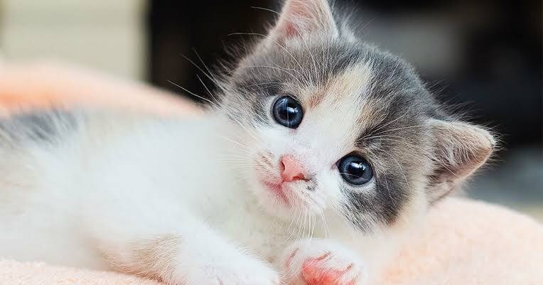 心の悩み 優しくお聞きします 大丈夫、ありのままの自分でいいんです(^^) イメージ5