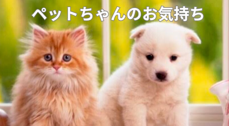 ペットちゃんがお話したい事あなたへの気持ち届けます 愛するペットちゃんたちの気持ち・感情を詠みとりお伝えします イメージ6