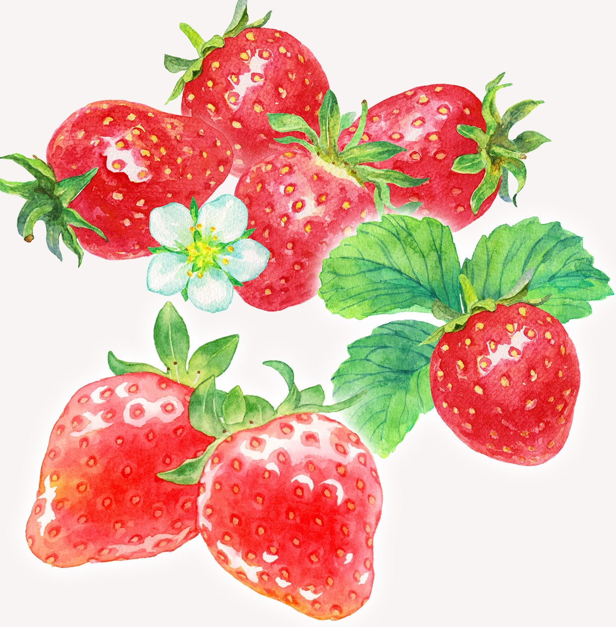 商用◎水彩で野菜・フルーツのイラストを描きます 構図から提案も可。カラーラフ修正無制限、ヒアリングが得意です イメージ8