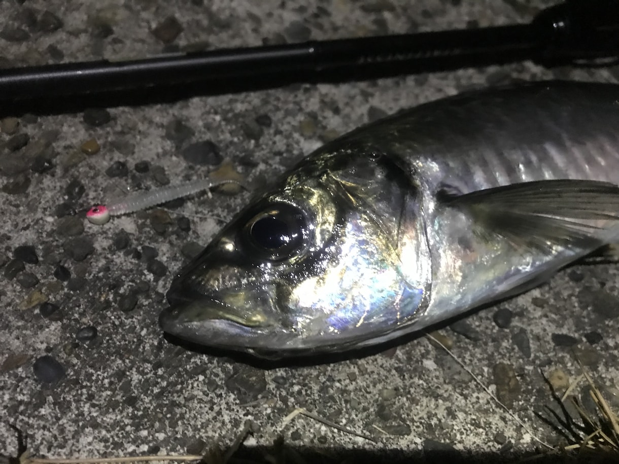 アジングのコツ、必釣★アドバイス〜お伝え致します 釣り業界で20年以上勤務。数釣りから尺狙いまで攻略法伝授！ イメージ1