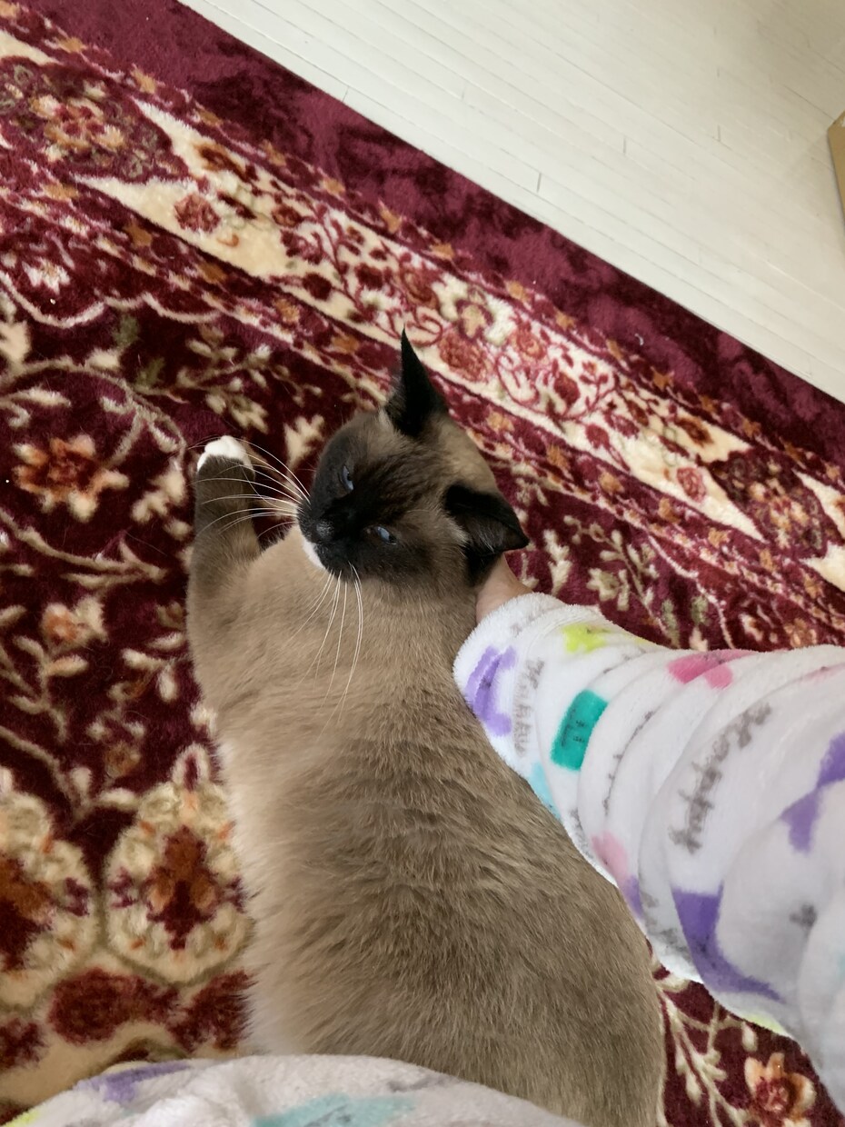 懐かない野良猫育ちも甘えん坊猫に飼育方法教えます 人に懐かなかった野良猫も貴方がつきまとわれるストーカー猫に イメージ2