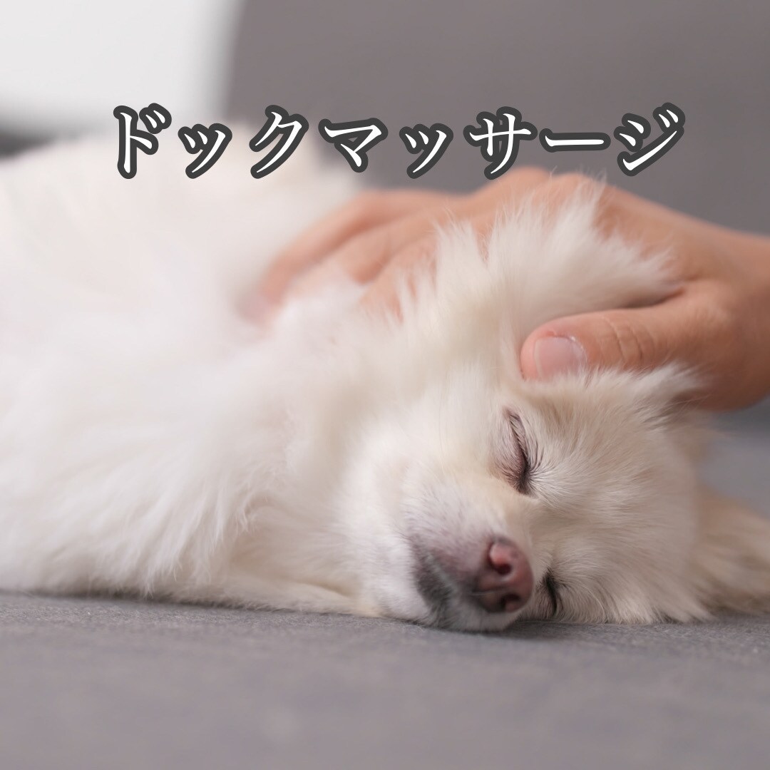 ワンちゃんとのハッピーライフを送るお手伝いします あなたのドッグライフを応援！ドッグマッサージしましょう イメージ1