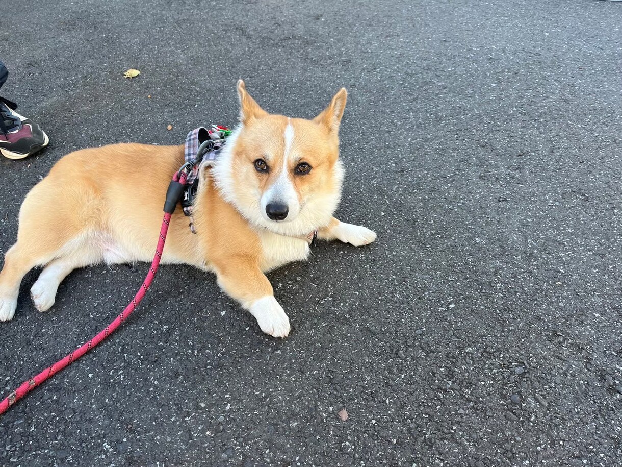 オンラインで犬のトレーニングを行います しつけ・トレーニングのアドバイス可能！　30分3000円 イメージ4