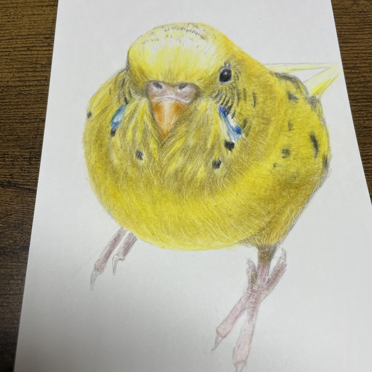 オーダーメイド色鉛筆画　世界に一つの原画になります 愛鳥や野鳥を色鉛筆でひと塗りひと塗りリアルに仕上げます。原画 イメージ5