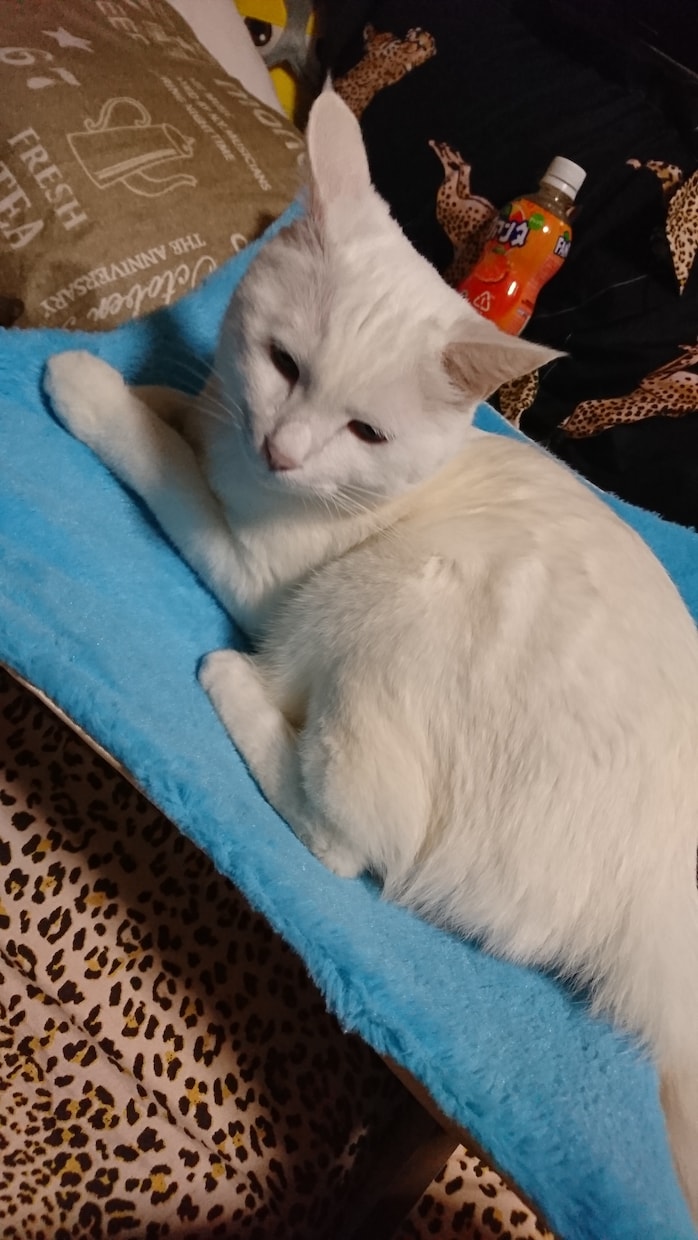 動物愛護ボランティアしてます 小さな命をつなげよう殺処分０を目指して活動中 イメージ2