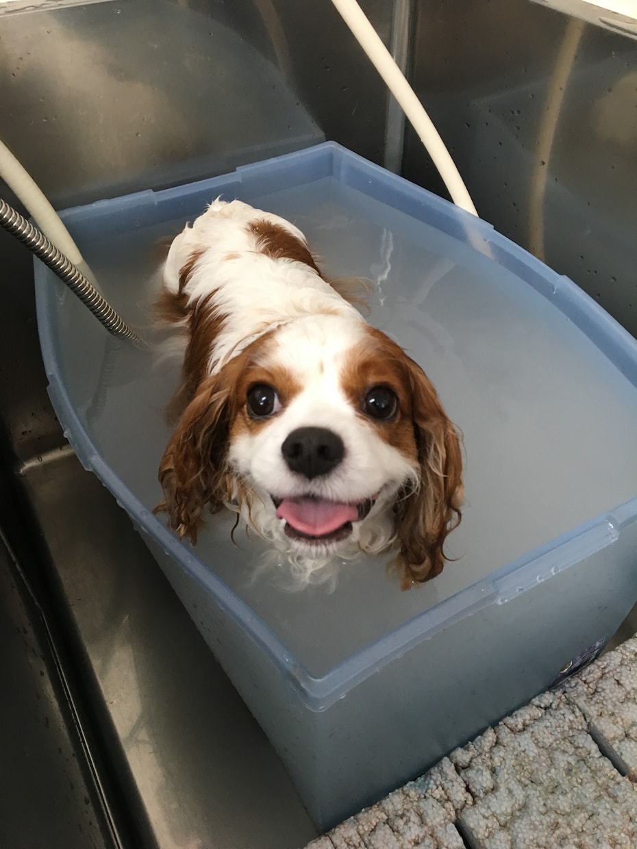 愛犬のお手入れ教えます 現役トリマーがお話し聞きます！ イメージ2