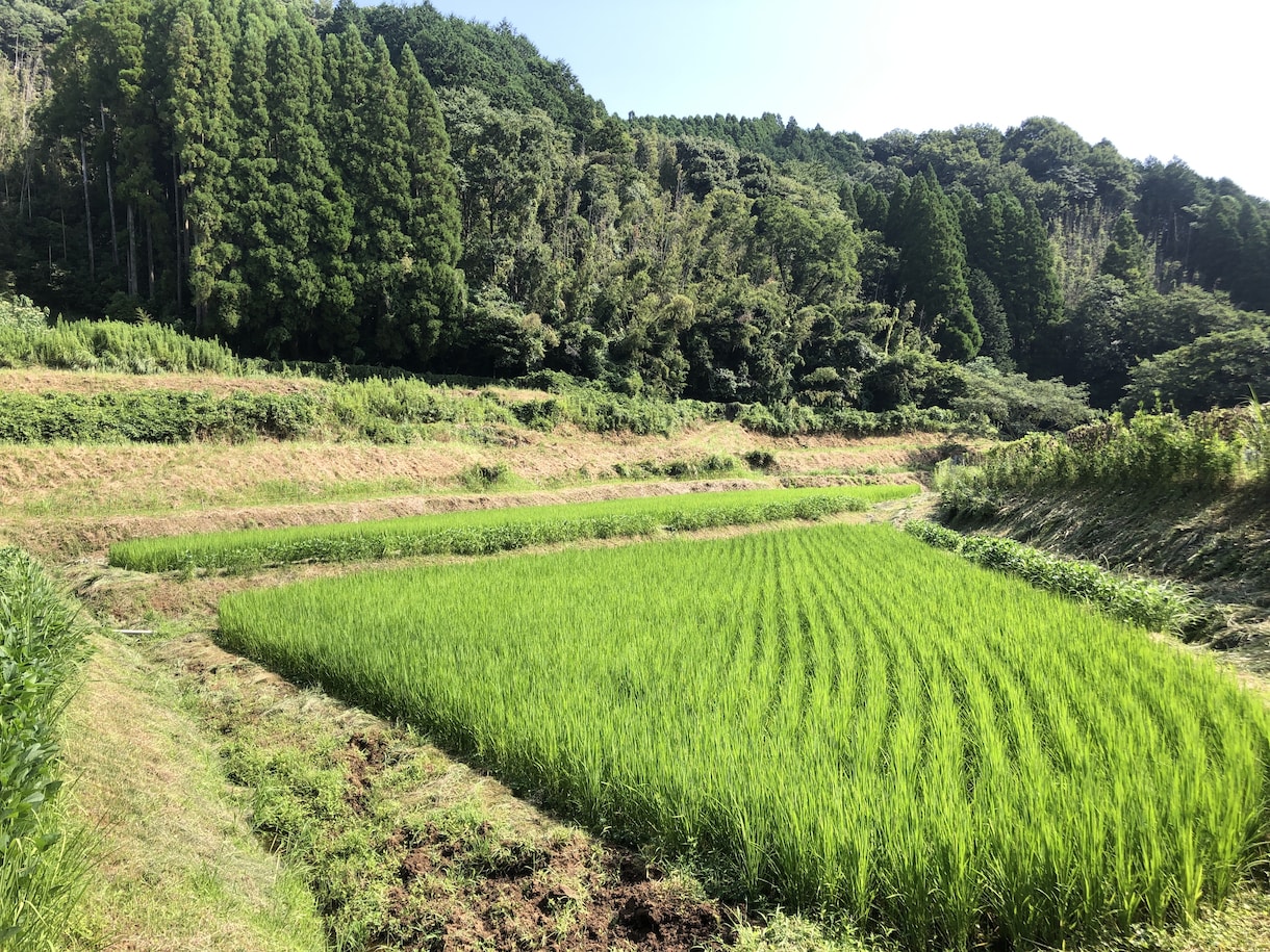田舎移住×子育ての不安、相談のります 関東出身者から見た、田舎での子育て。メリット、デメリット イメージ4