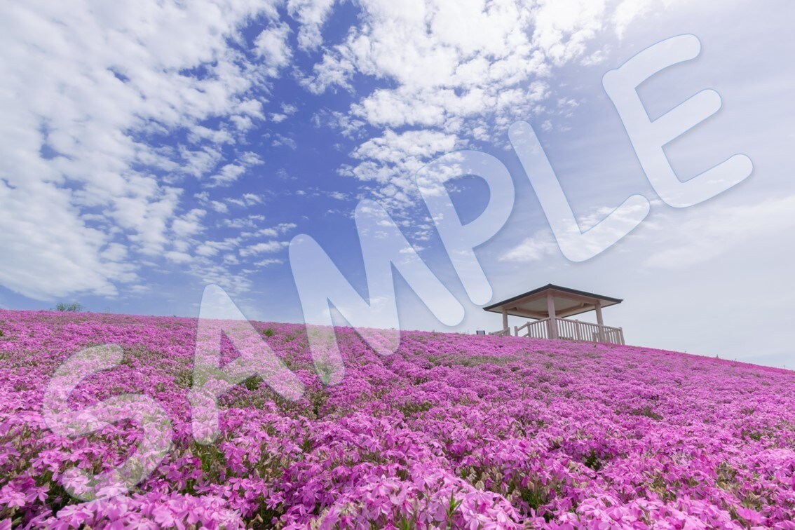 季節を感じる花や風景などの写真素材を提供します 5年以上撮りためた写真の中からイメージにあった写真探します！ イメージ3