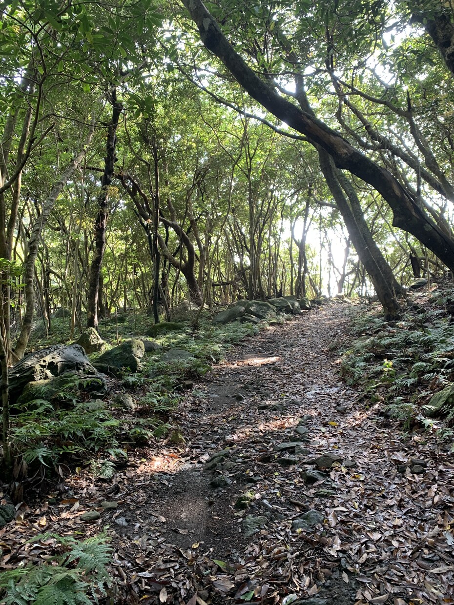 初回✳︎モヤモヤ突破✳︎魂からの伝言お伝えします 在りたい未来を創造するためのアカシックからのメッセージ イメージ2
