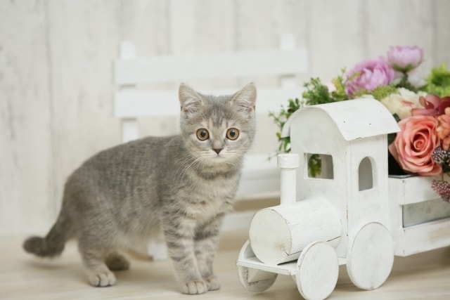 猫との暮らしが楽しくなるアドバイスします 猫との暮らしの疑問やお悩みを解決しましょう！ イメージ1