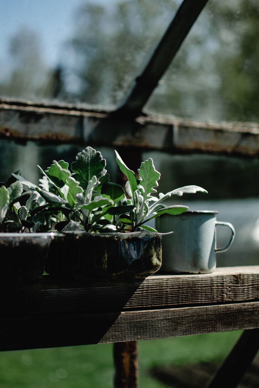植物の話、します 植物好きな方、お話ししましょ！ イメージ2