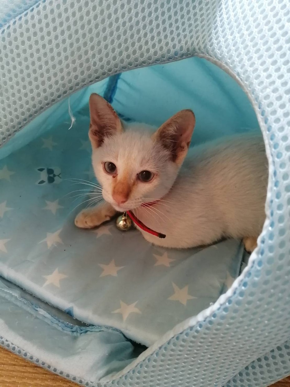 捨て猫さんの育て方お伝えできます 捨て猫さん3匹目です。現在2匹います。 イメージ1