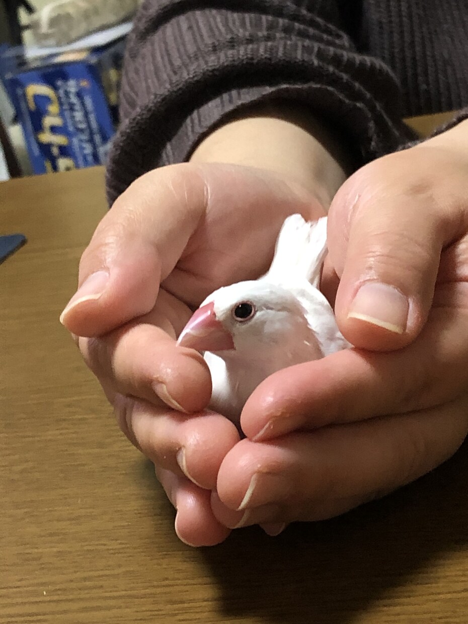 yuyu_storm様専用でございます その他の方はご購入はご遠慮ください。 イメージ1