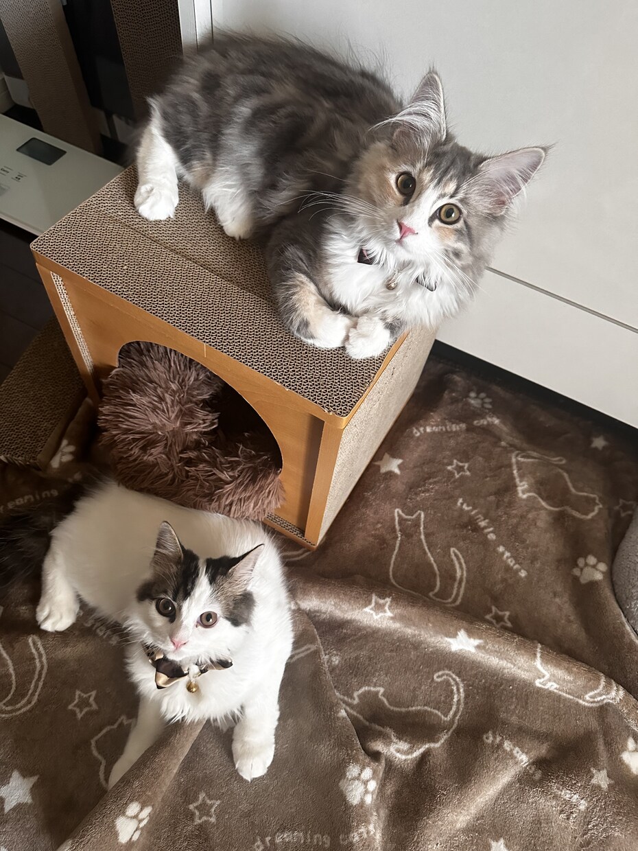 猫飼いオタクが英語をあなたと一緒に学習します 私が1週間、英語サポートのために英語を一緒に勉強します。 イメージ1