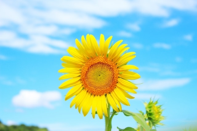 今すぐ誰かと話したい■誰にも言えない話も伺います 仏様の様にあなたの全て受け入れます 何でも打ち明けて下さいね イメージ2