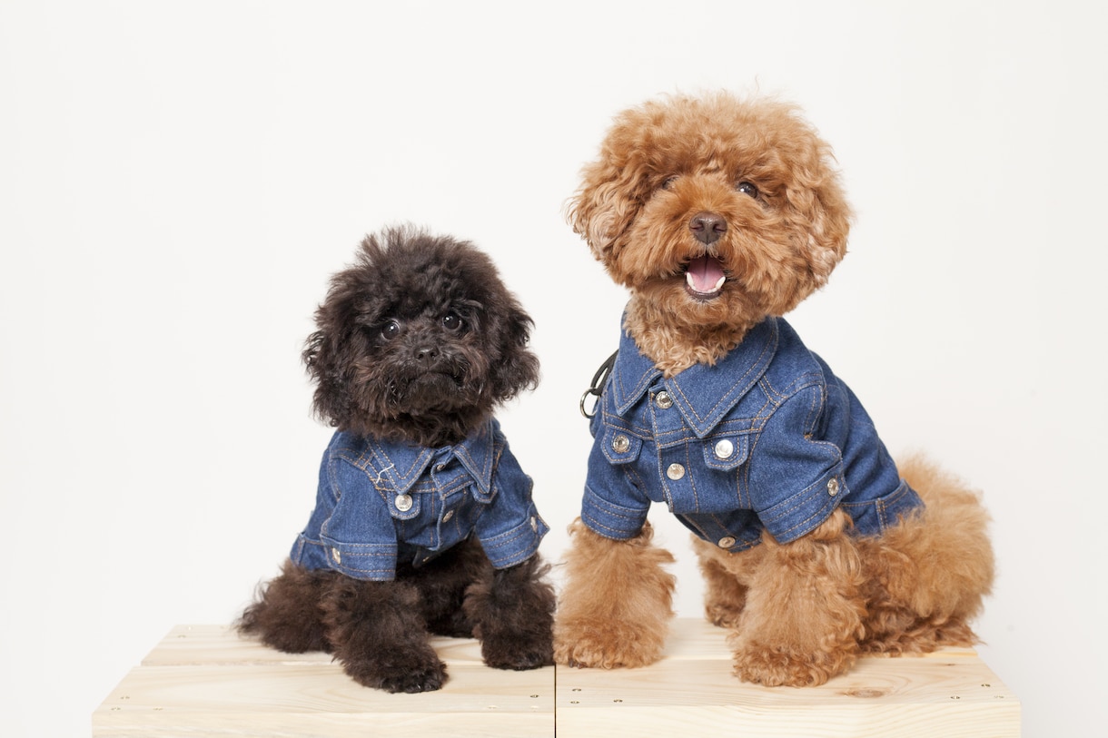 愛犬との家族写真ご自宅でもできます ご自宅でスタジオクオリティの家族写真を。 イメージ3