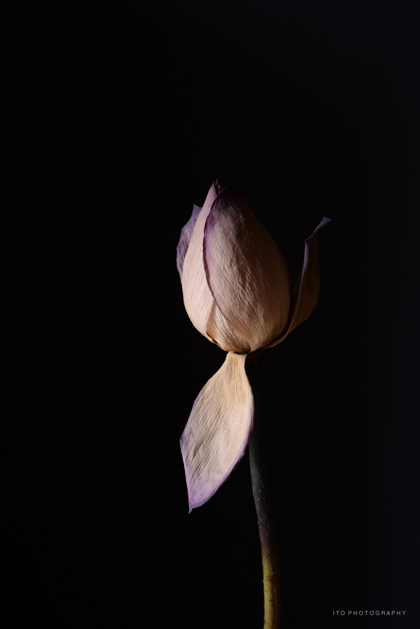 黒背景で商品シンプル撮影致します DM用、WEB用など、黒背景の引き締まった写真を撮ります。 イメージ4