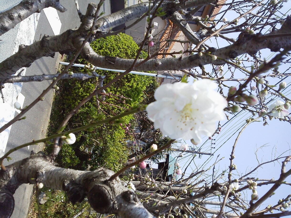 アラフォー主婦ねもちーがお話し聞きます ～あなたの一番のお気楽話し相手に～ イメージ4