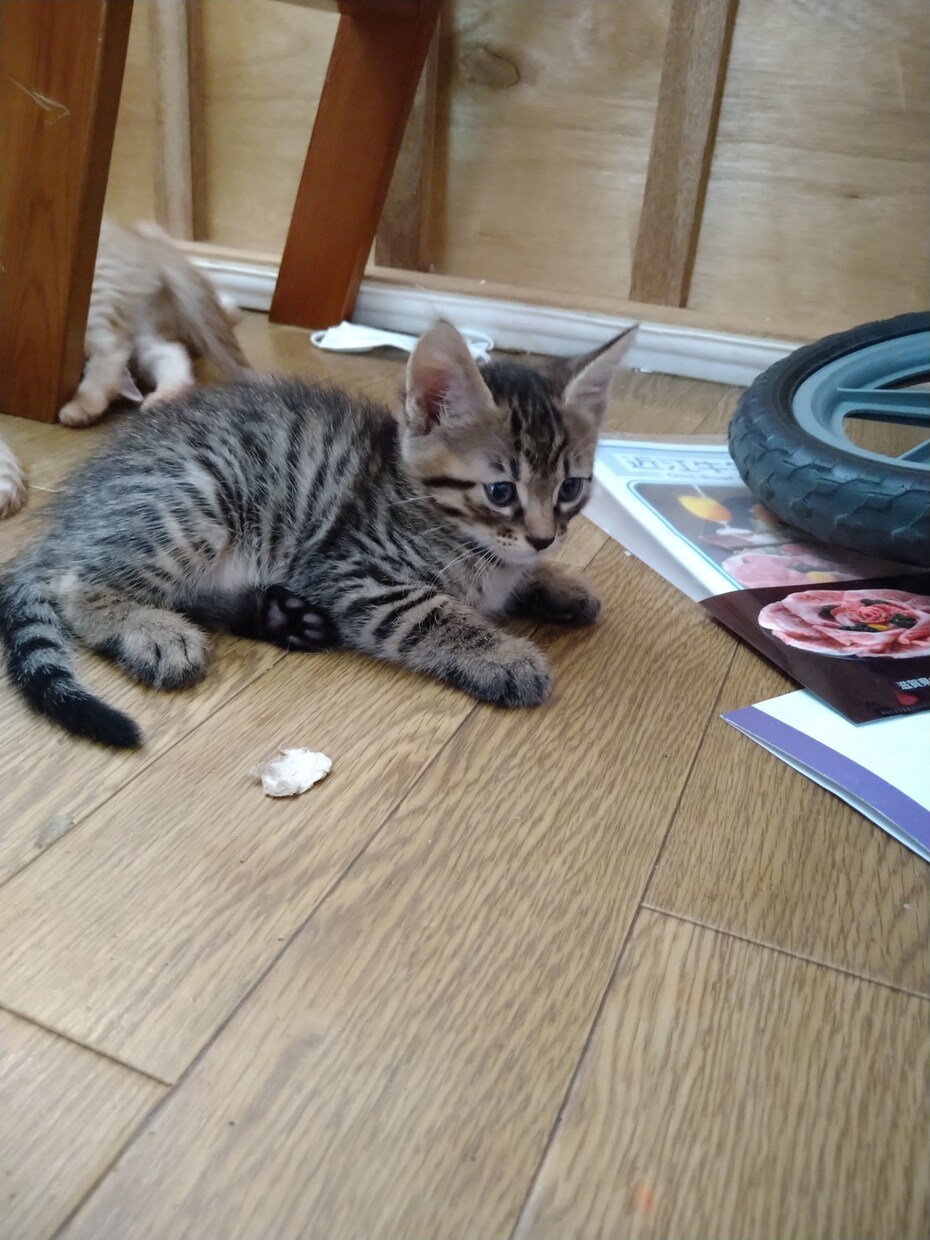 小さなことから子育てについても様々な話を聞きます 辛いことは吐き出しましょう。たもない話も話してね イメージ1