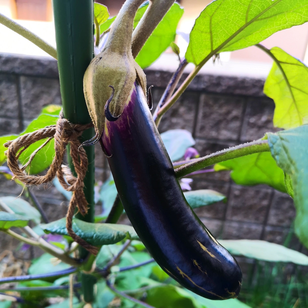 プランター無農薬・無化学肥料の野菜作りお教えします あなたの環境に合った優しい家庭菜園が学べます イメージ3