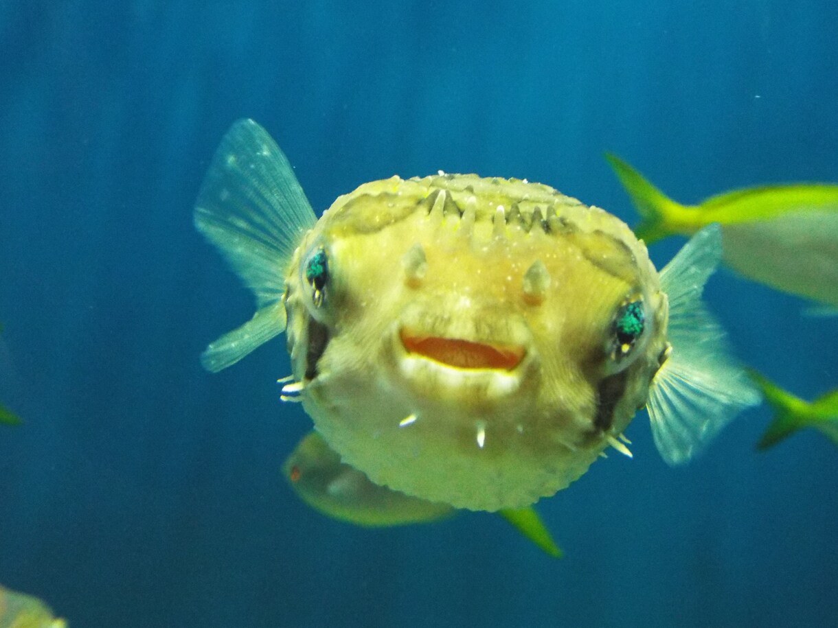 魚の同定、承ります この魚の種類は？毒は無いの？食べられるの？等々知りたい方へ！ イメージ1