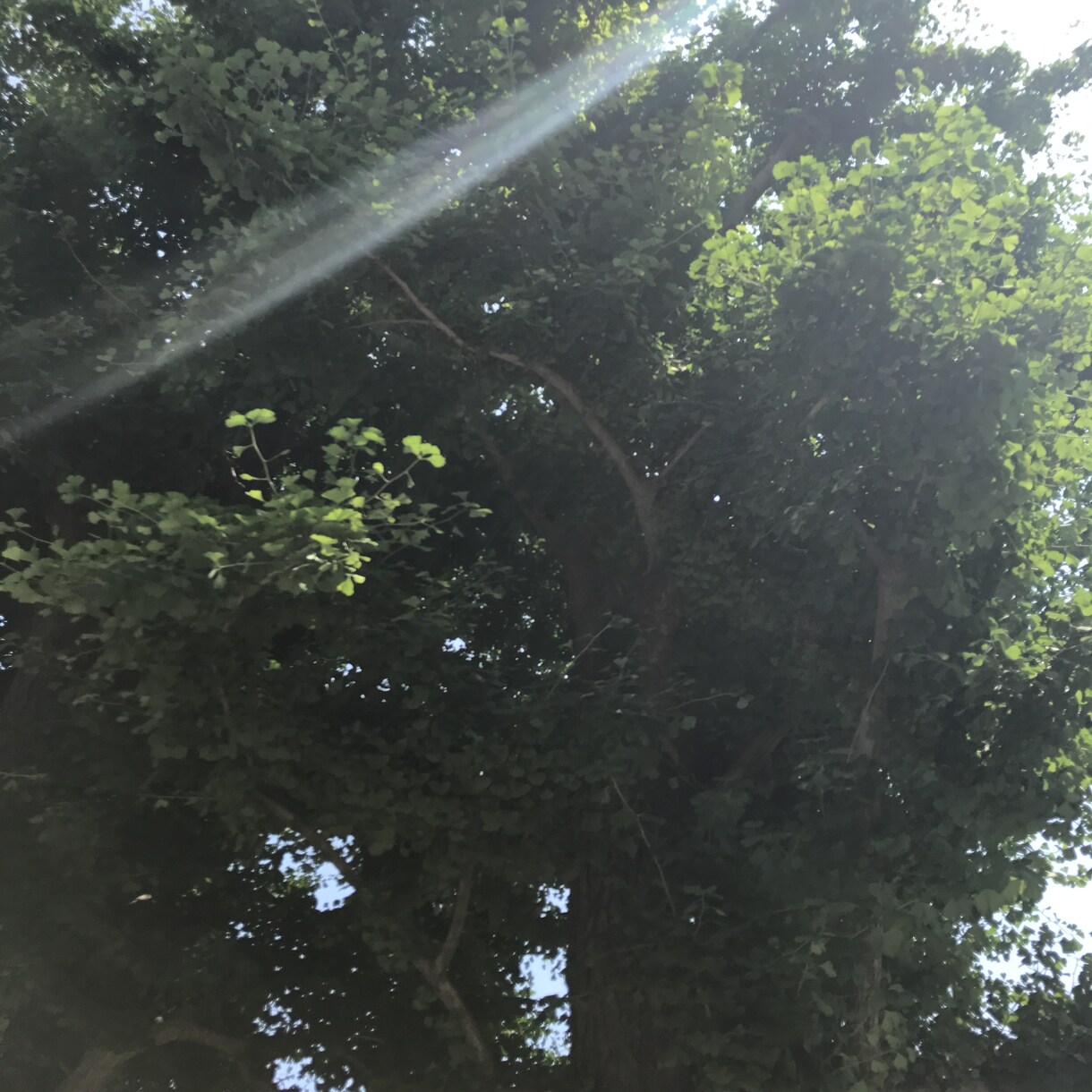恋愛に効果抜群！浅草七福神へ代理祈願・お礼参します 2019/7/24開催☆今戸神社より凄いパワーの隠れた秘所 イメージ4