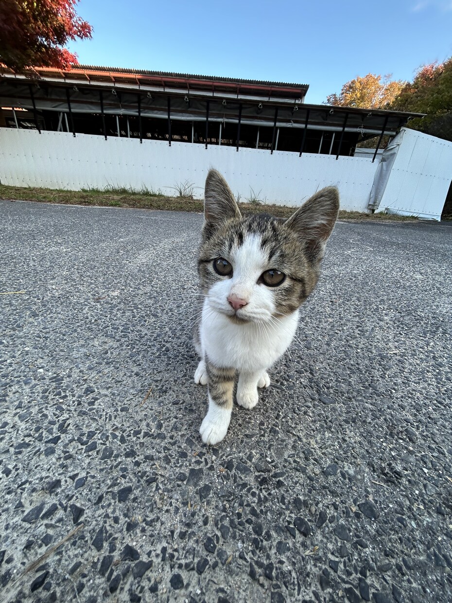 猫ちゃんの可愛い写真を送ります。ます 猫ちゃんだけじゃなくて牛さんの写真や季節の写真を送ります。 イメージ8