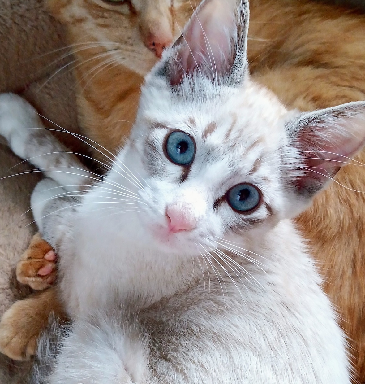可愛い猫の写真よろしくおねがいします 可愛い猫の写真ですよろしくお願い致します イメージ4