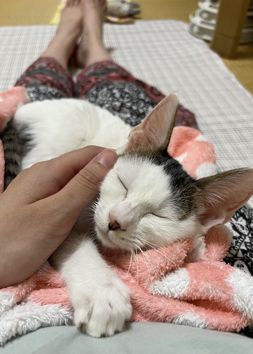 犬猫の介護・闘病がつらい方へ。何時間でも話聞きます 大変な時、つらい時にそっと寄り添います。犬猫の介護経験あり。 イメージ5