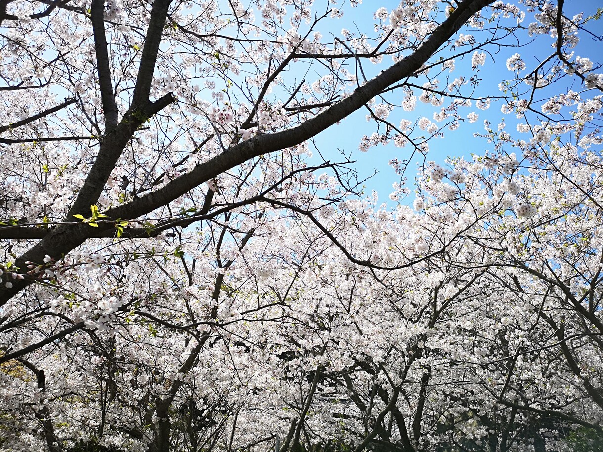 保健師★採用面接　3社！　受かるコツ全て教えます 大学、銀行、電機メーカー/聞かれた内容、受かるコツなど！ イメージ1