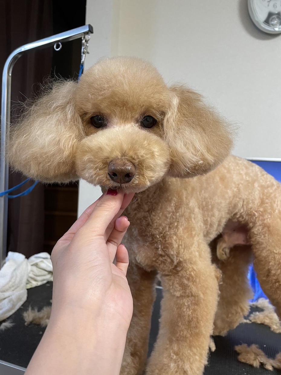 わんちゃんのお手入れを現役トリマーがお教えします お家でお手入れされる方にコツや抑え方などお教えします。 イメージ1