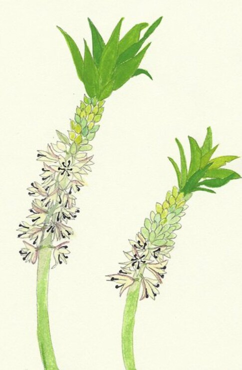 植物のイラスト受け付けます 絵本、チラシ、ウェルカムボードなどにいかがですか？ イメージ3