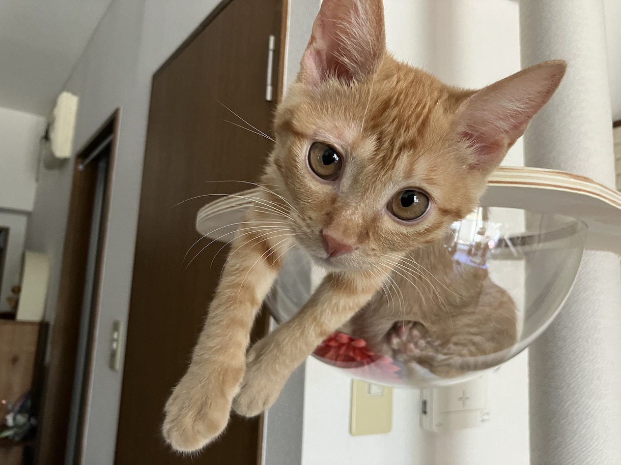うちの子がいちばん！愛猫の自慢話聞きます 愛猫とのエピソード、特技、猫愛なんでもお話しください♪ イメージ4