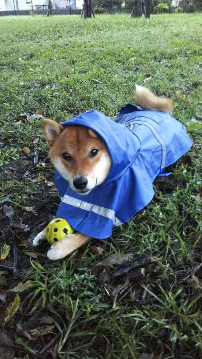 柴犬の写真撮ります 散歩行けば「イケメンだね」と声をかけられる4歳のオスです イメージ3