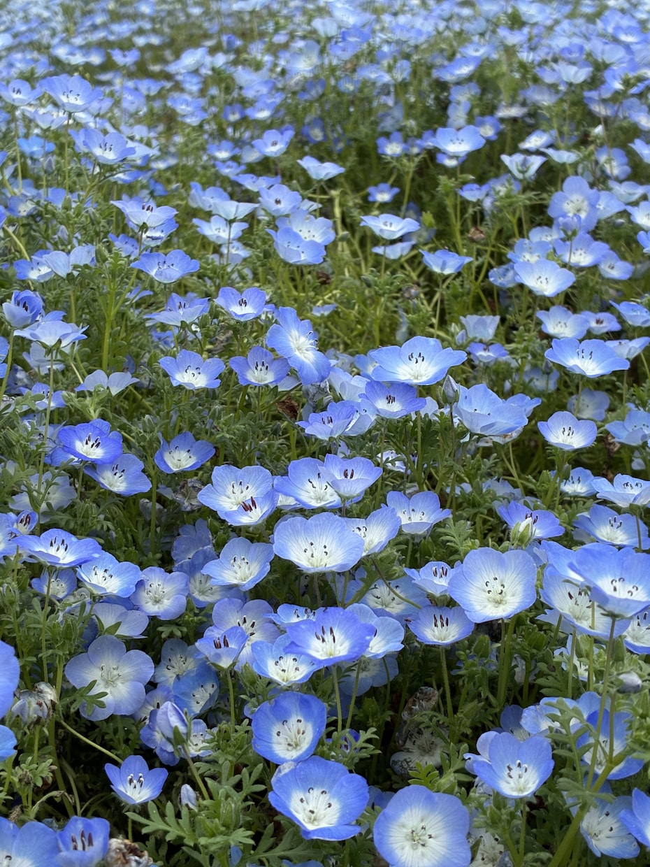 貴方の近況報告お気楽に♪お話し相手になります ちょっと誰かと話したい時や、暇つぶし気分転換にご利用ください イメージ4