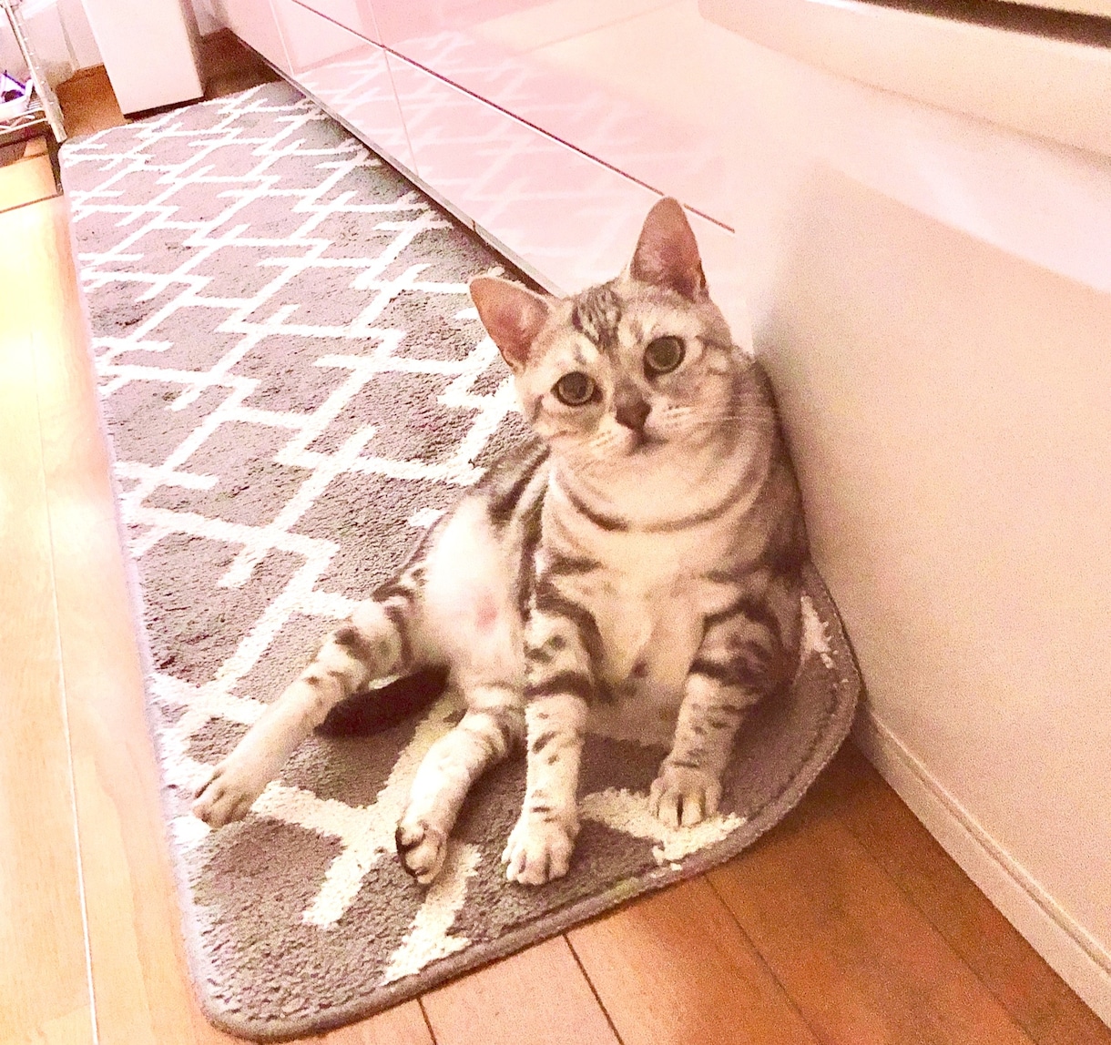 亡くなった愛するペットちゃんのお気持ちを鑑定します ❁︎ペットちゃんのお気持ちを言葉に変え、お届けさせて頂きます イメージ3