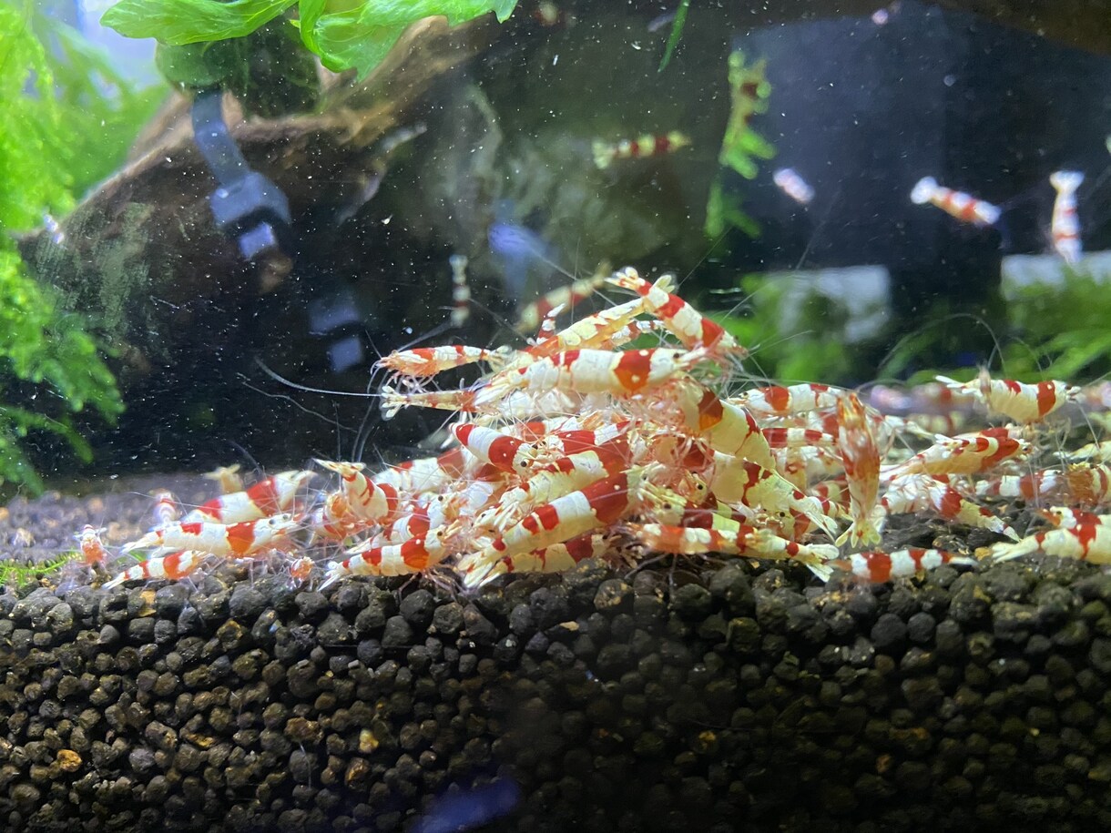 熱帯魚や海水魚 水草水槽の作成維持等教えます 美しい水草水槽や飼育全般に関して イメージ8