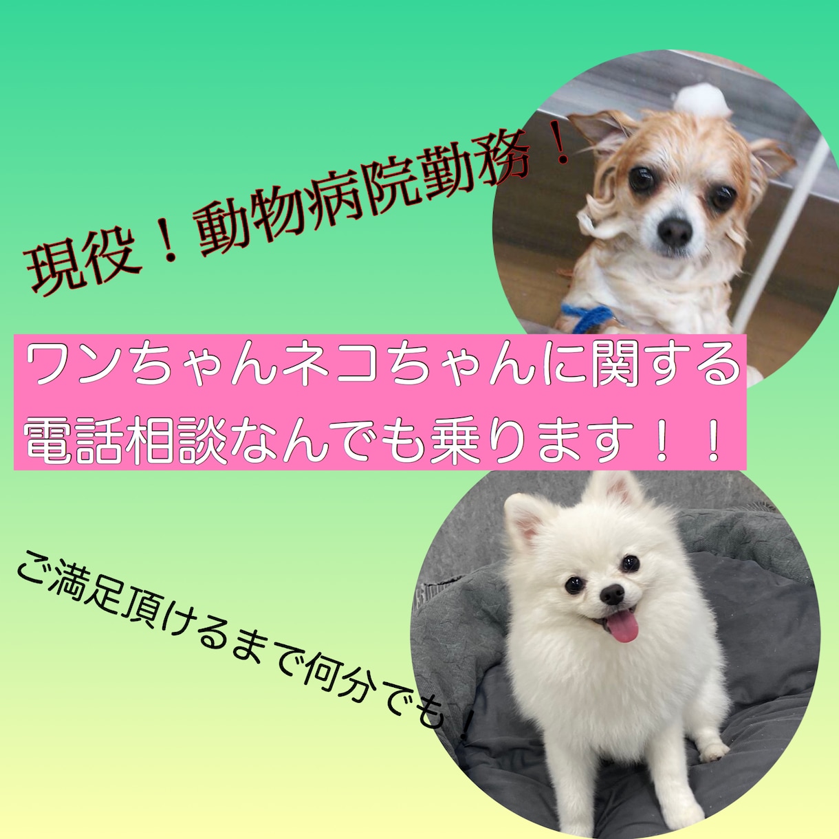 動物病院勤務！ワンちゃん猫ちゃんの飼育相談のります 犬猫の疑問、しつけや悩み相談、雑談なんでも受け付けます。 イメージ2