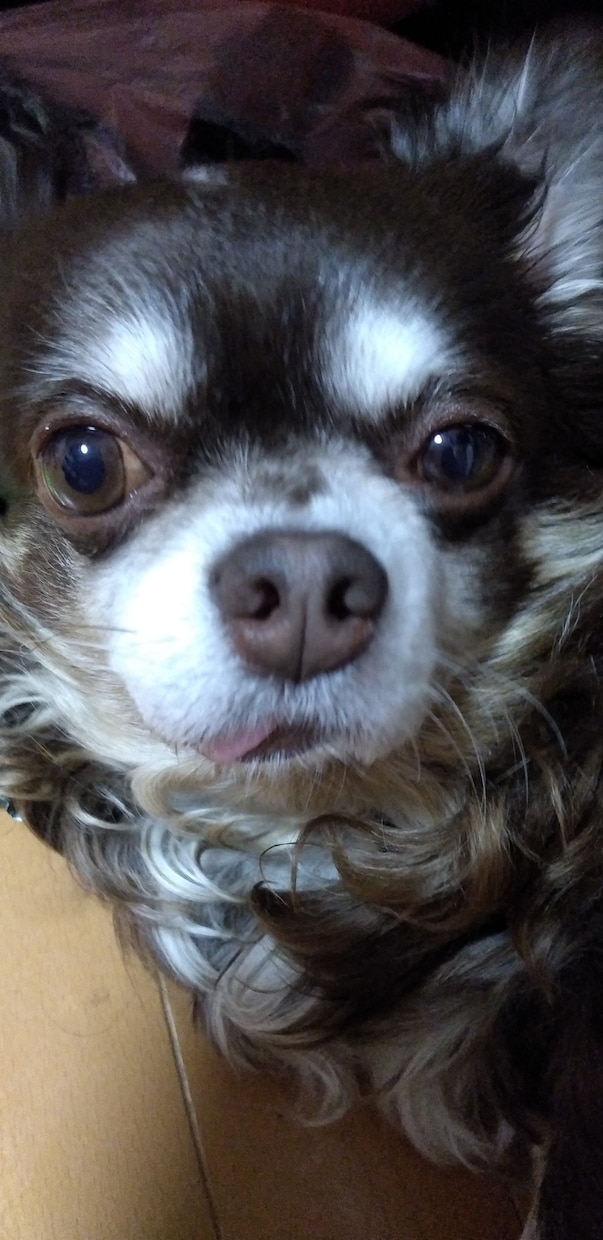 動物に関する記事を専門知識に基づいて監修します 専門知識に基づいて、動物の健康管理やお世話等に関する記事監修 イメージ1