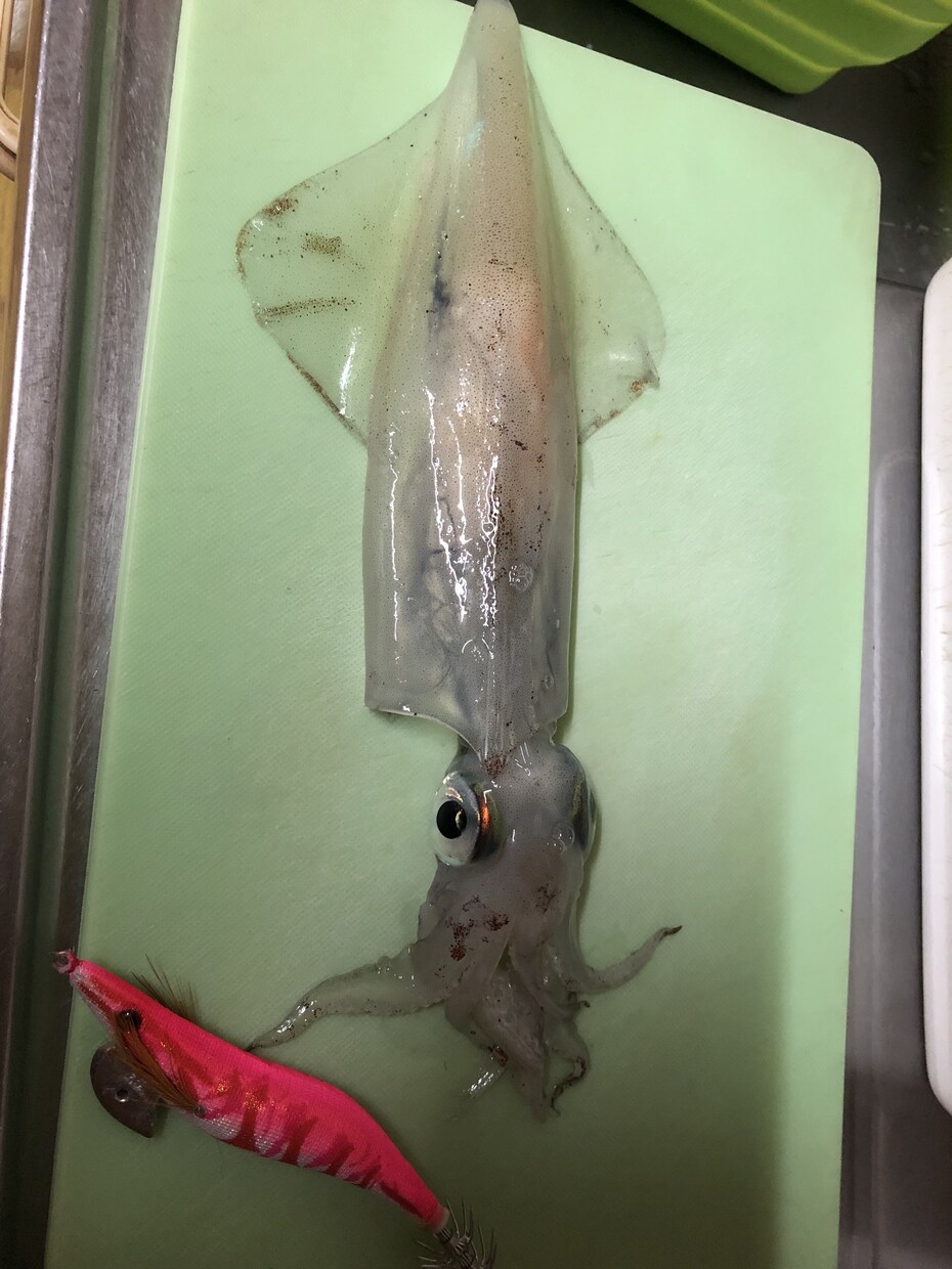 熱海、伊東周辺の釣りをガイドします お一人様からファミリーまで、全て対応させて頂きます イメージ8